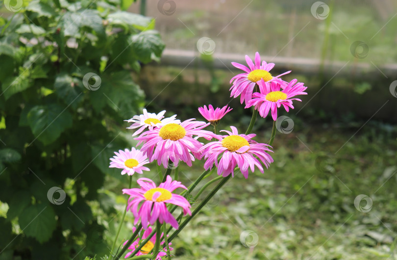 Скачать фотография цветущей эхинацеи в саду в деревне летом фотосток Ozero