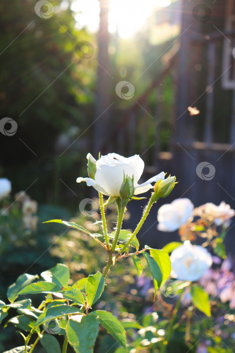 Скачать фотография белой розы в саду фотосток Ozero