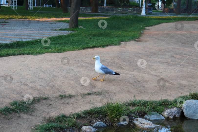 Скачать фотография чайки, гуляющей по парку фотосток Ozero