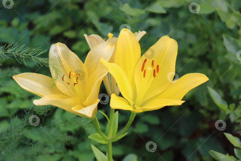 Скачать цветущие желтые лилии, свежие и увядающие фотосток Ozero