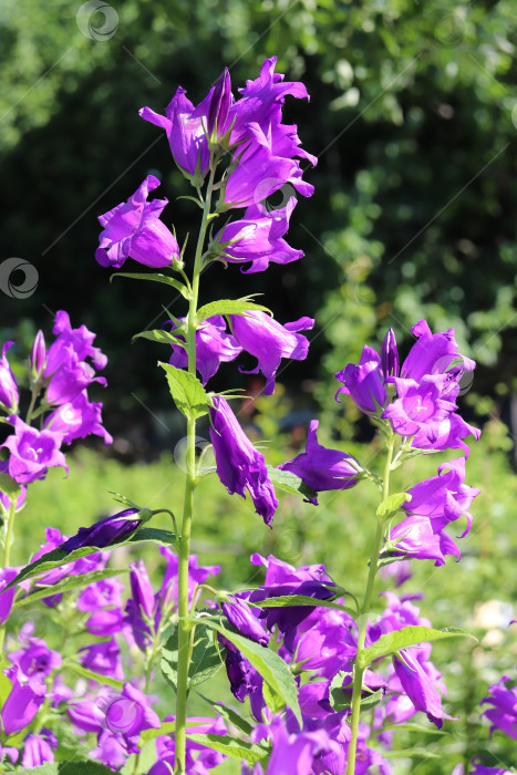Скачать голубые садовые колокольчики в солнечный день фотосток Ozero