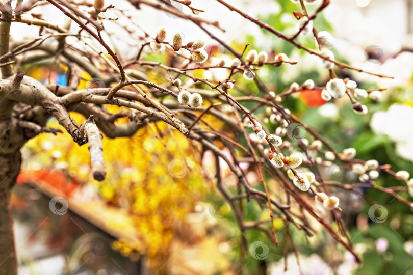 Скачать Ветви с почками на дереве в цветущем весеннем саду. Желтый. Естественный фон фотосток Ozero