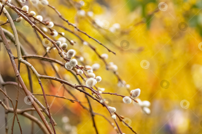 Скачать Ветви с почками на дереве в цветущем весеннем саду. Желтый. Естественный фон фотосток Ozero