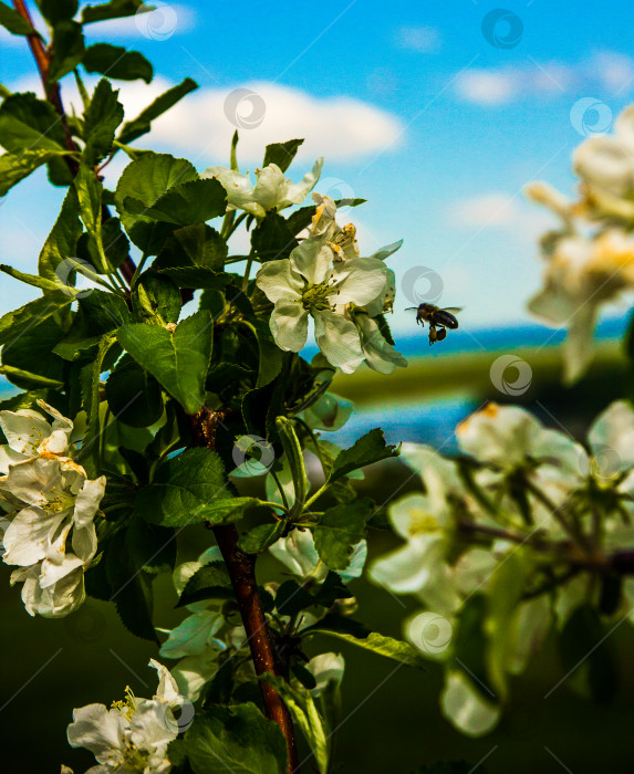 Скачать цветущие яблони фотосток Ozero