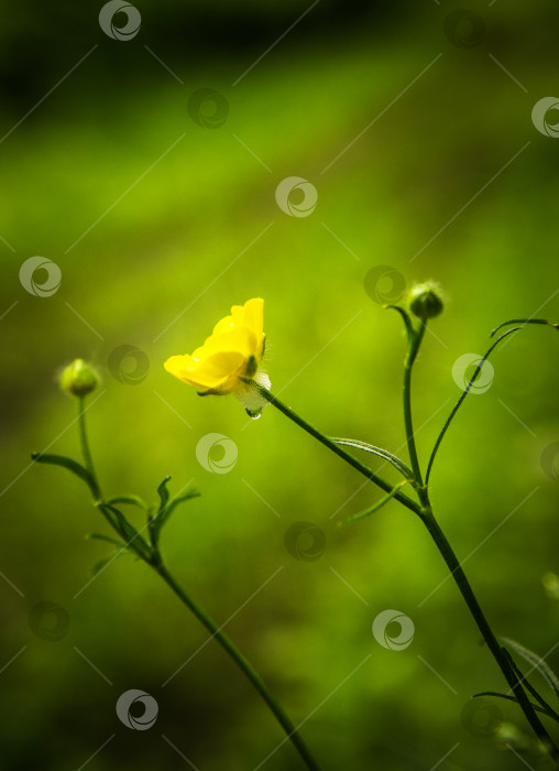 Скачать Желтый цветок Ranunculus acris L. фотосток Ozero