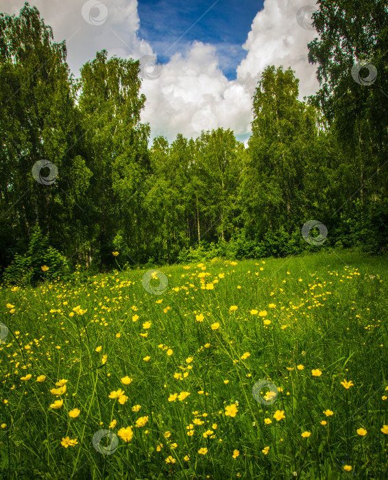 Скачать желтые цветы.Поляна с Ranunculus acris L. фотосток Ozero