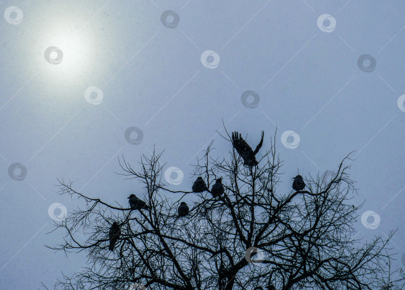 Скачать Вороны на ветвях дуба в зимнем лесу фотосток Ozero