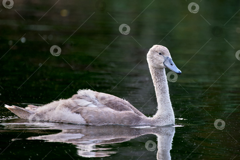 Скачать Птенец лебедя-шипуна (Cygnus olor) плавает по озеру. фотосток Ozero