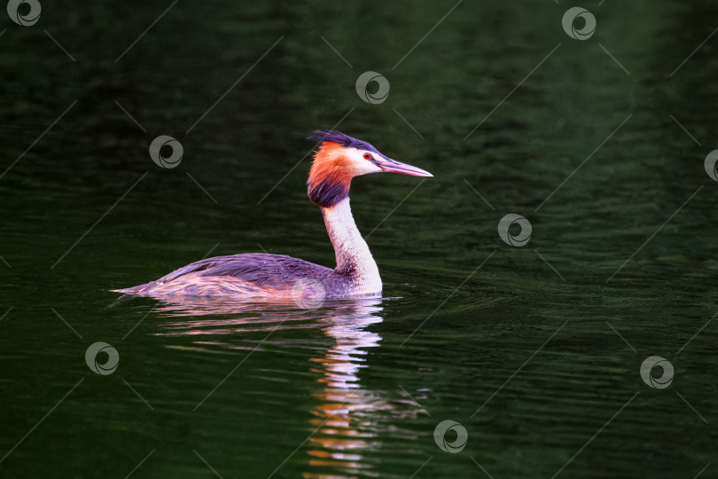 Скачать Большая хохлатая поганка (Podiceps cristatus) в своей естественной среде обитания. фотосток Ozero