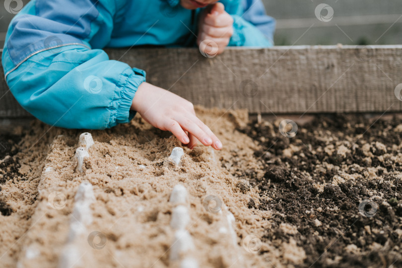 Скачать весенняя посадка семян в фермерском саду. маленький шестилетний мальчик-фермер-садовник сажает и сеет семена овощей в почву на грядке. садоводство и начало летнего сезона в сельской деревне фотосток Ozero