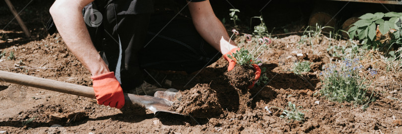 Скачать молодой зрелый мужчина садовник и фермер 40+ лет с мужскими руками в перчатках сажает полевые цветы маргаритки на своей загородной усадьбе в сельской деревне рядом с домом, озеленяя и украшая землю фотосток Ozero