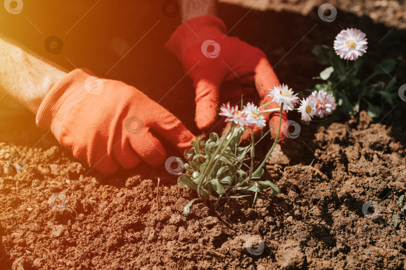Скачать мужские руки в красных перчатках молодого зрелого мужчины садовника и фермера сажают полевые цветы маргаритки на своей загородной усадьбе в сельской деревне рядом с домом, озеленяя и украшая землю фотосток Ozero