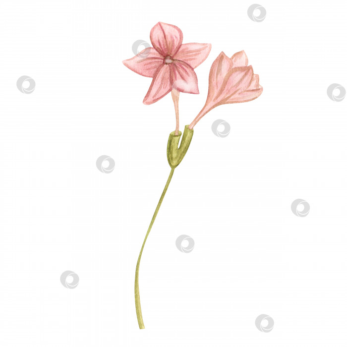 Скачать Розовый цветок, яблоко, сакура, гортензия, примула. Акварельная иллюстрация весенних розовых цветов и листьев. изолированный элемент фотосток Ozero