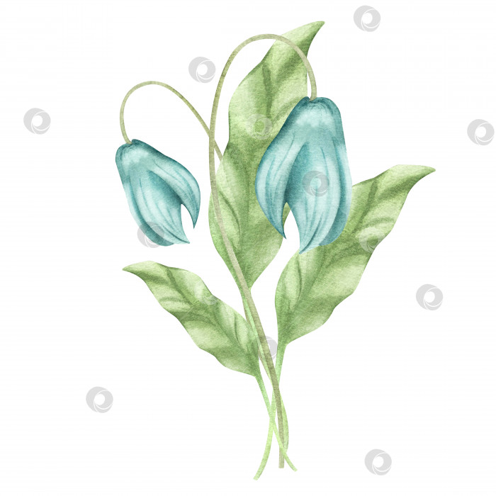 Скачать Голубой цветок, примула, подснежник, колокольчик. Акварельные иллюстрации весенних цветов и листьев. изолированный элемент фотосток Ozero
