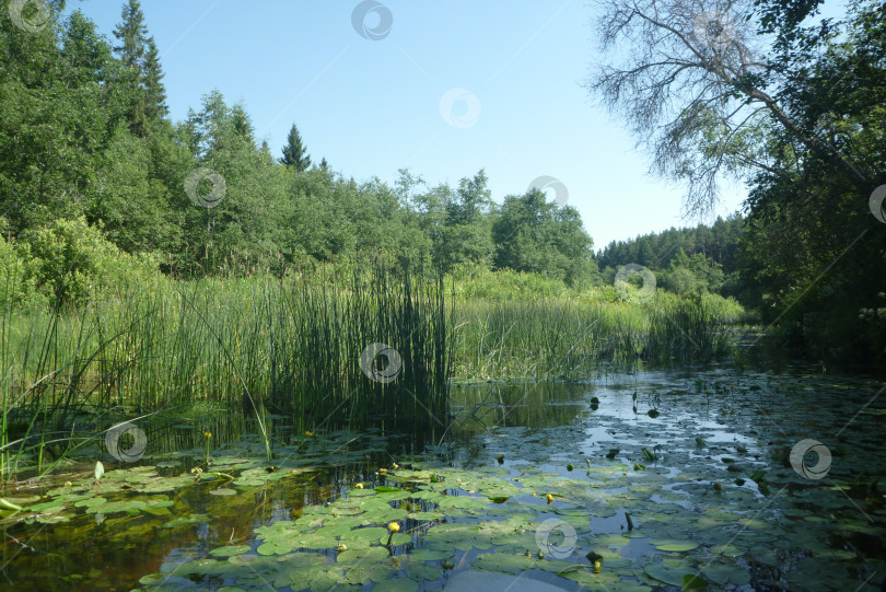 Скачать Верховья реки Медведица фотосток Ozero