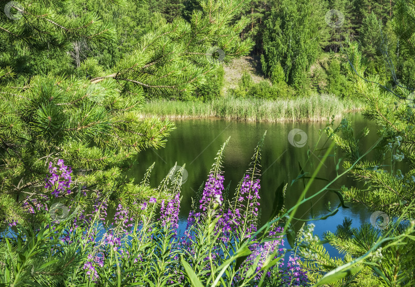 Скачать Летний природный пейзаж. фотосток Ozero