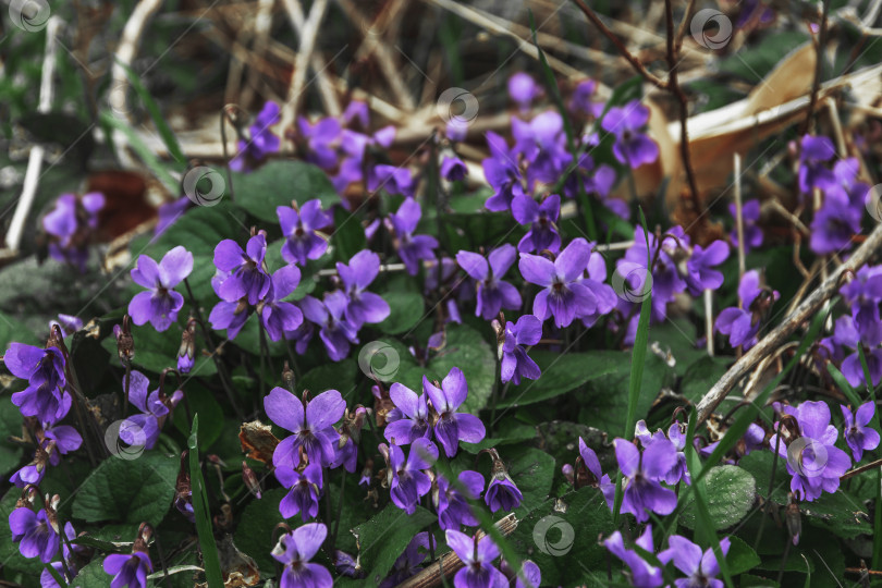 Скачать Первые весенние цветы. Пурпурные фиалки. фотосток Ozero