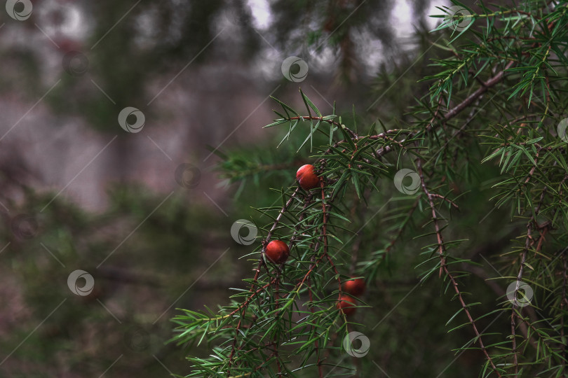 Скачать Можжевельник - это кустарник или небольшое вечнозеленое дерево с чешуйчатыми листьями и похожими на ягоды мясистыми плодами от красного до коричневого цвета фотосток Ozero