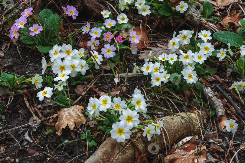 Скачать Первые весенние цветы. фотосток Ozero