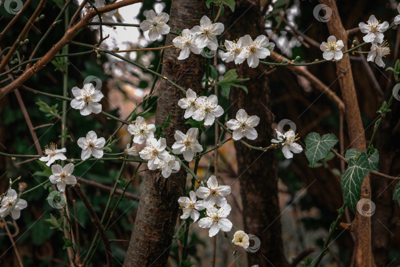 Скачать Красивые белые цветы на фруктовом дереве фотосток Ozero