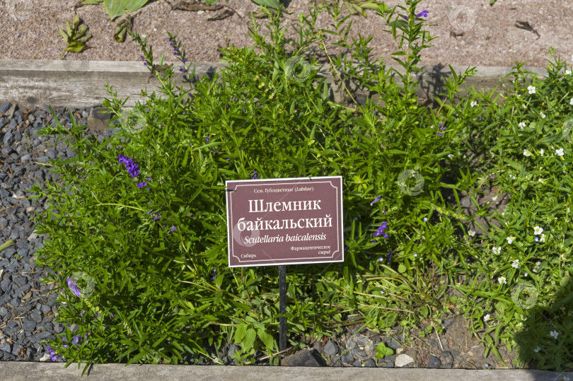 Скачать Цветущая байкальская шлемница (лат. Scutellaria baicalensis) на клумбе с лекарственными растениями фотосток Ozero