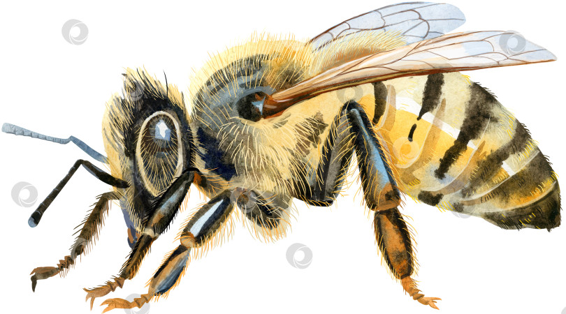 Скачать Акварельная иллюстрация пчелы. Искусство рисования акварелью. Ручная роспись. фотосток Ozero