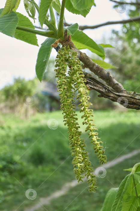 Скачать Тычиночные сережки маньчжурского ореха (лат. Juglans mandshurica). фотосток Ozero