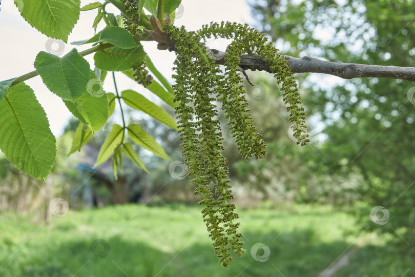 Скачать Тычиночные сережки маньчжурского ореха (лат. Juglans mandshurica). фотосток Ozero