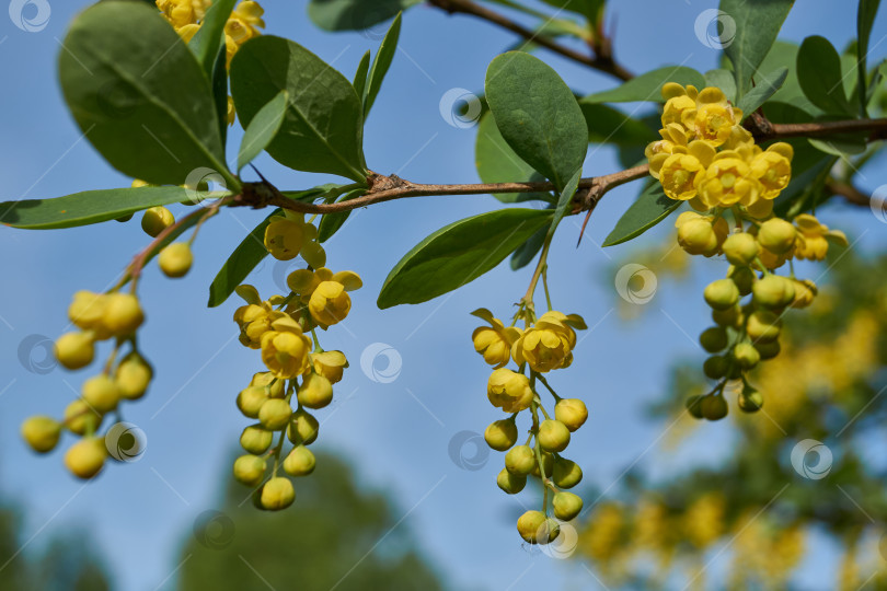 Скачать В саду цветет барбарис (лат. Berberis). фотосток Ozero