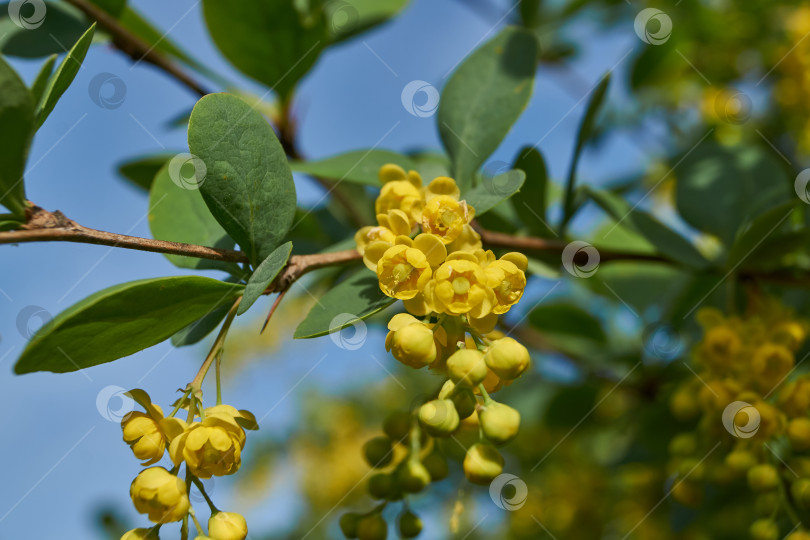 Скачать В саду цветет барбарис (лат. Berberis). фотосток Ozero