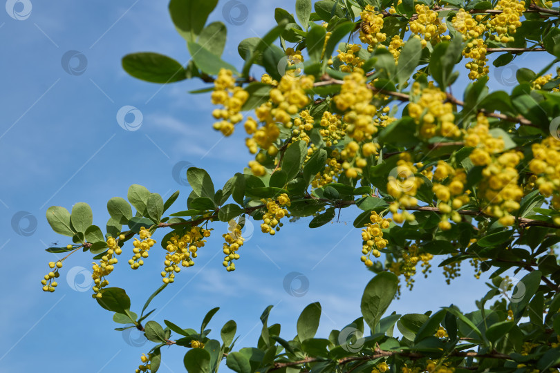 Скачать В саду цветет барбарис (лат. Berberis). фотосток Ozero