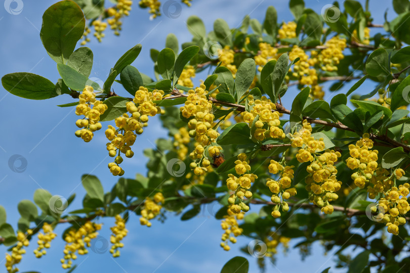 Скачать В саду цветет барбарис (лат. Berberis). фотосток Ozero