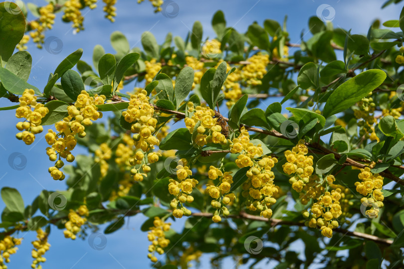 Скачать В саду цветет барбарис (лат. Berberis). фотосток Ozero