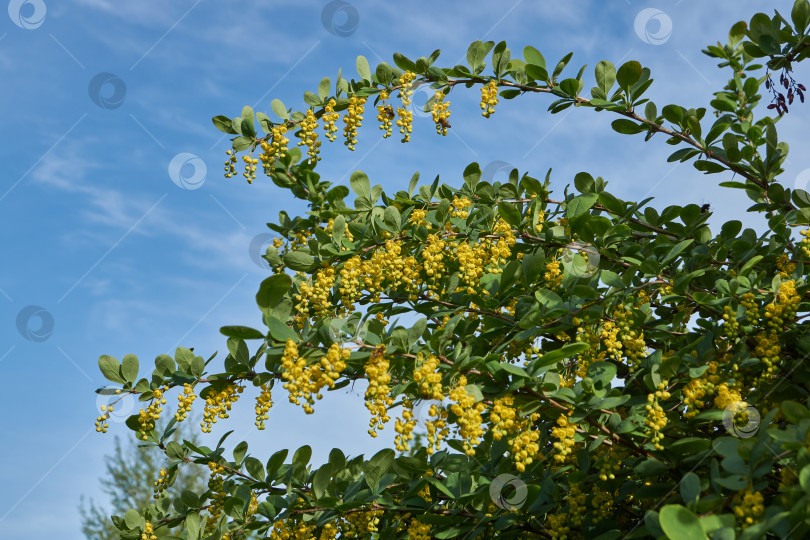 Скачать В саду цветет барбарис (лат. Berberis). фотосток Ozero