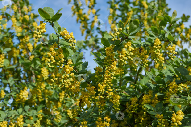 Скачать В саду цветет барбарис (лат. Berberis). фотосток Ozero