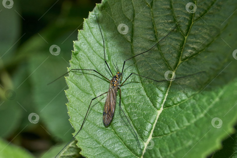 Скачать Длинноногий комар, или карамора (лат. Tipulidae). фотосток Ozero