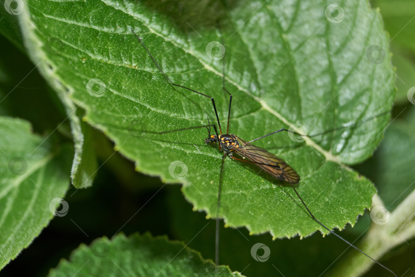 Скачать Длинноногий комар, или карамора (лат. Tipulidae). фотосток Ozero