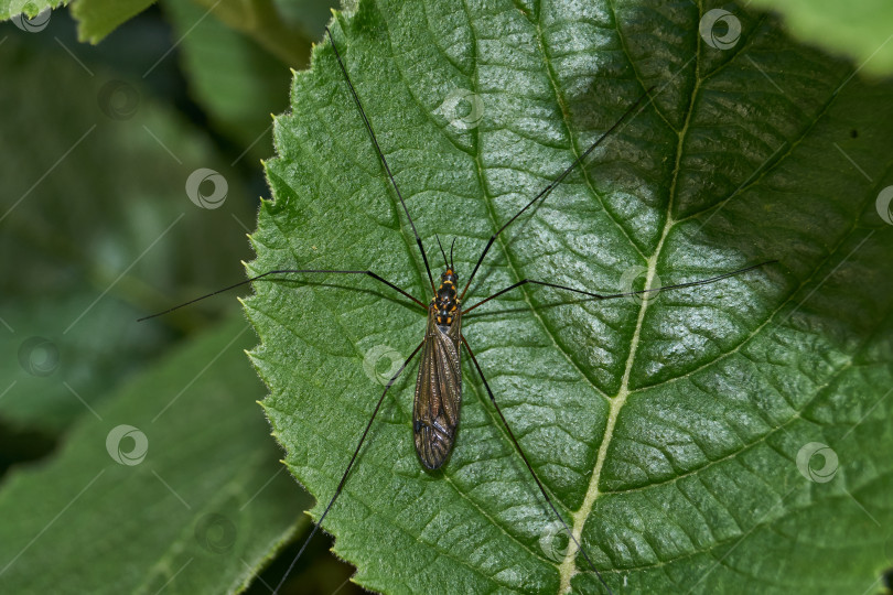 Скачать Длинноногий комар, или карамора (лат. Tipulidae). фотосток Ozero