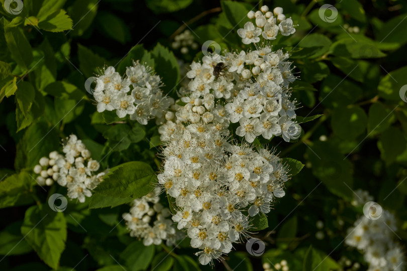 Скачать Соцветия на кусте спиреи. фотосток Ozero