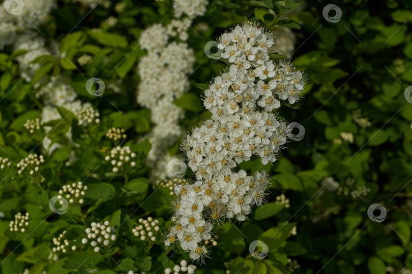 Скачать Соцветия на кусте спиреи. фотосток Ozero