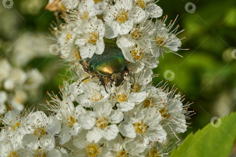 Скачать Золотисто-бронзовый жук (лат. Cetonia aurata). фотосток Ozero