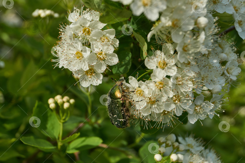 Скачать Золотисто-бронзовый жук (лат. Cetonia aurata). фотосток Ozero