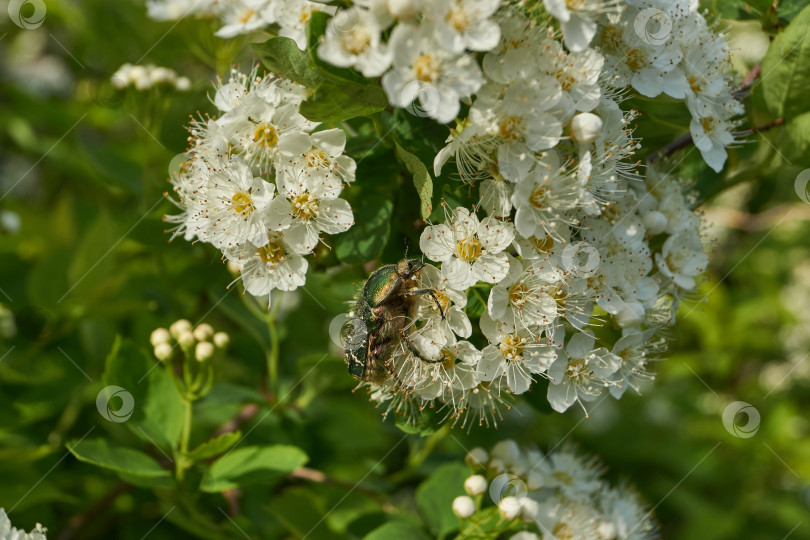 Скачать Золотисто-бронзовый жук (лат. Cetonia aurata). фотосток Ozero