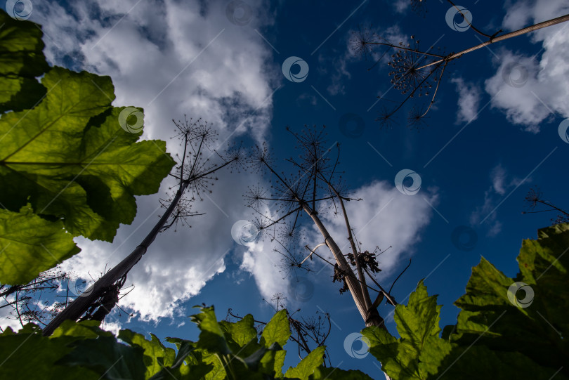 Скачать Гигантский борщевик (Heracleum mantegazzinanum). Пышное дикорастущее растение-гигант с огромными корзинками семян. Инвазивное ядовитое растение на болотах фотосток Ozero