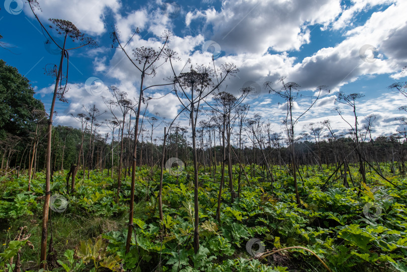 Скачать Гигантский борщевик (Heracleum mantegazzinanum). Пышное дикорастущее растение-гигант с огромными корзинками семян. Отдельно стоящий большой гигантский борщевик на фоне голубого неба. Инвазивное ядовитое растение на болотах фотосток Ozero