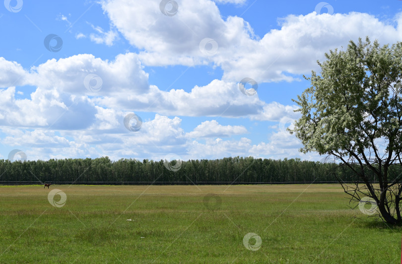 Скачать пейзаж с прекрасными облаками и лесом фотосток Ozero