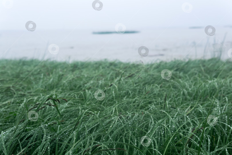 Скачать морская трава на берегу залива в тумане в дождливую погоду фотосток Ozero