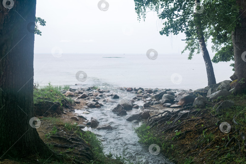 Скачать лесная река впадает в море в летний туманный день. фотосток Ozero