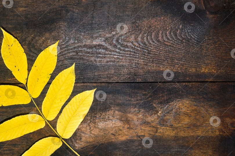 Скачать Желтые листья маньчжурского ореха (Juglans mandshurica) на темно-коричневой деревянной поверхности. Осенняя композиция с пространством для копирования. фотосток Ozero