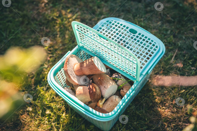 Скачать Концепция суперпродукта. Много белых грибов в пластиковой корзинке фотосток Ozero